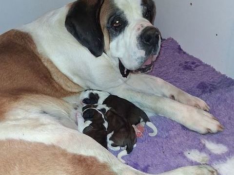 A réserver chiots st bernard avec  de magnifique origine 1400 39300 Montrond