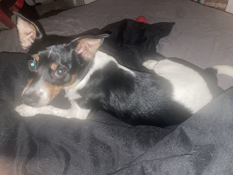 Jack russel a donner 0 78520 Limay