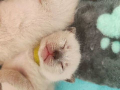 Chaton siamois 850 59160 Lomme