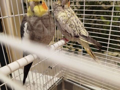 Couple de Calopsitte 0 41370 Briou