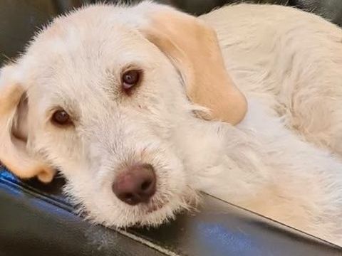 A l'adoption - Bella 2 ans - Douceur et calme 0 34070 Montpellier