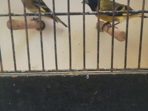 Oiseaux de Magellan 140 21540 Drée