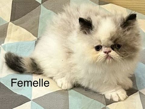 Chatons persans 600 64120 Amendeuix-oneix