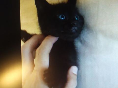 ADORABLES CHATONS MALES HABITUES AUX ENFANTS SEVRES ET VERMI 0 93140 Bondy
