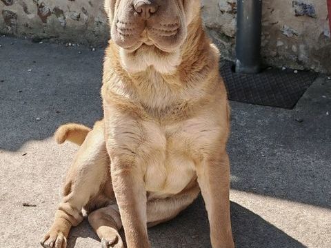 Sharpei 2 ans 150 28240 Belhomert-guéhouville