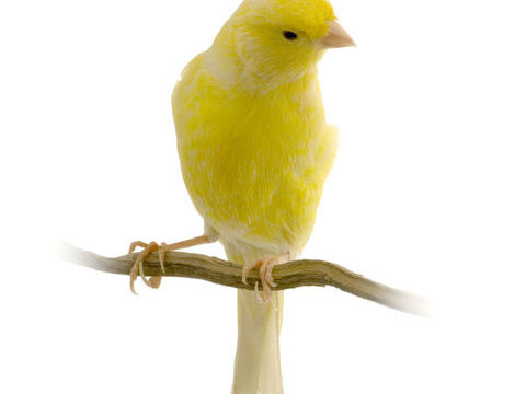 canaris 30 74960 Cran-gevrier