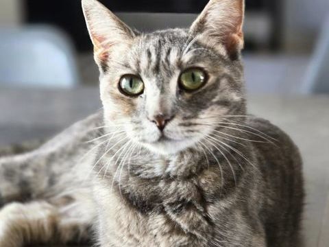 MOKA 210 27140 Gisors