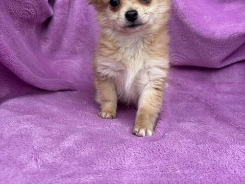 Chiot crois&eacute; chihuahua Spitz 850 62000 Arras