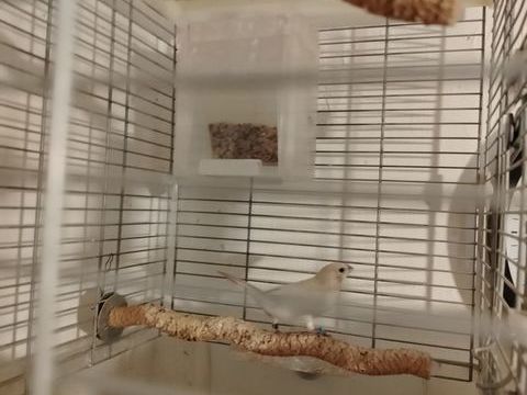 Bec argent oiseau canari 20 77500 Chelles