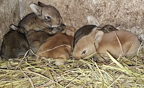 lapins 7 lapins fermier a partir du 20 novembre 20 91780 Chalo-saint-mars