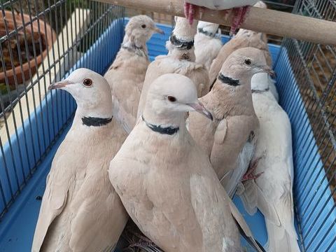 Tourterelle et colombes 10 45310 Coinces