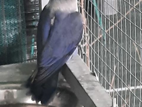 Inséparables personata 40 47140 Frespech