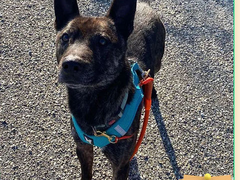 Speedy 230 26700 Pierrelatte