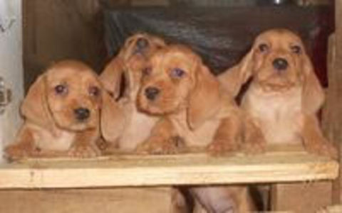 Chiots Basset Fauve de Bretagne LOF ou non LOF 400 31350 Blajan