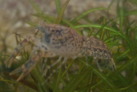 &Eacute;crevisses Cambarellus Diminutus. 3 67390 Marckolsheim