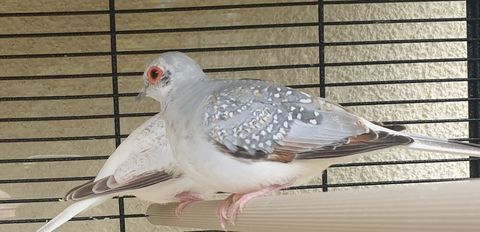 Colombe diamant 10 35360 Mdrac