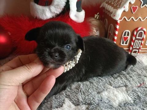 Chiot chihuahua poil long et poil court 850 60400 Noyon