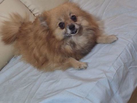spitz femelle  adulte 280 17400 Saint-denis-du-pin