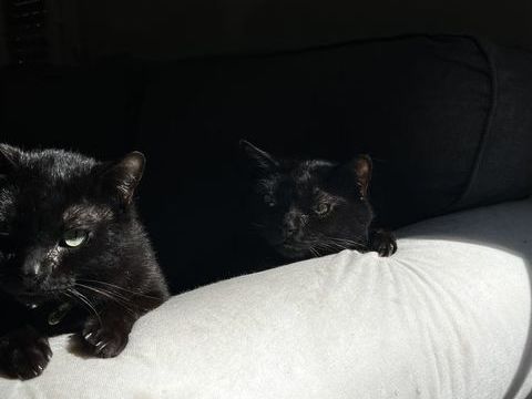 À adopter ? Deux frères inséparables cherchent une nouvelle 0 91600 Savigny-sur-orge