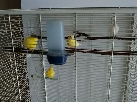 Canaris 2025 20 59370 Mons-en-bar�ul