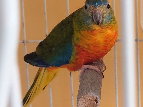 perruche turquoisine 0 36700 Le tranger