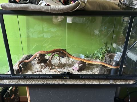 Serpent des blés + terrarium complet 300 60290 Monchy-saint-loi