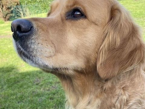 Chiots golden retriever
1000 72330 Parign�-le-p�lin