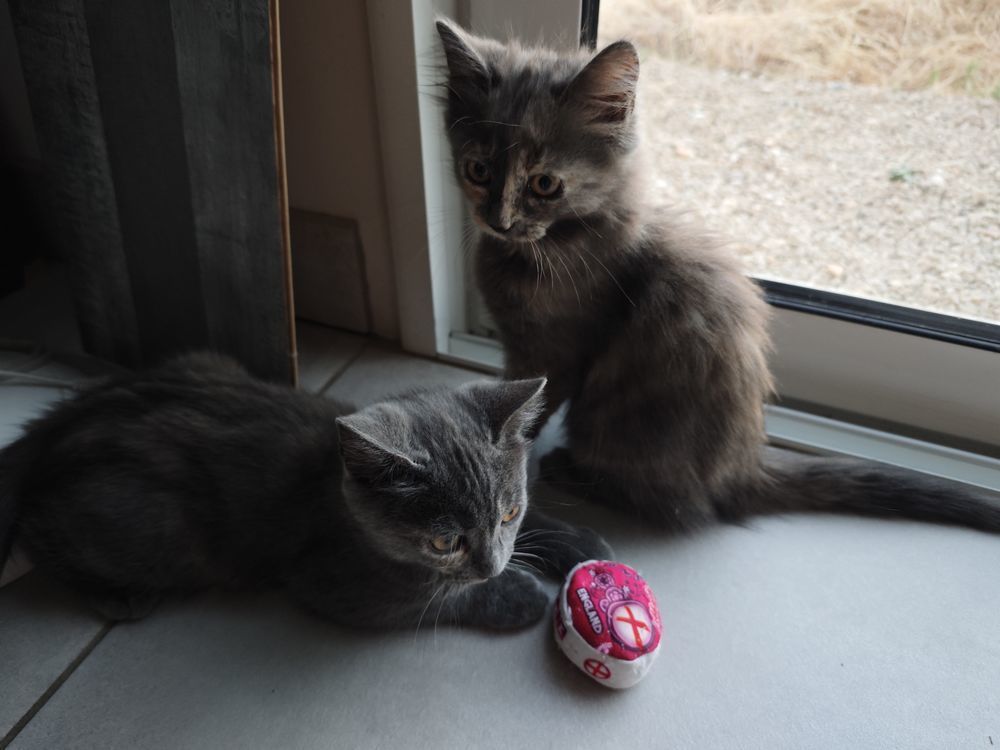   Donne adorable chatons 