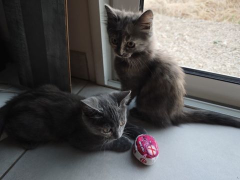 Donne adorable chatons 0 37500 Marçay