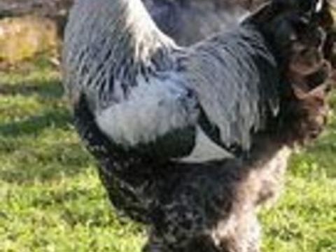 Coqs, nombreuse races et vari&eacute;t&eacute;s diff&eacute;rentes 20 77540 Courpalay