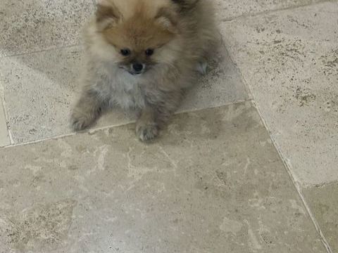 Spitz Pom&eacute;raniens 1500 11600 Conques-sur-orbiel