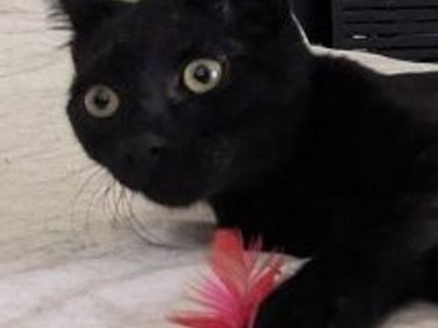 SABLE CHATON NOIR 7 MOIS 225 92260 Fontenay-aux-roses