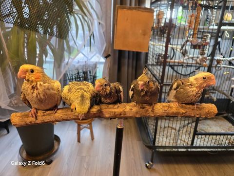 Babys calopsittes &eacute;lev&eacute;es main par mes soins 110 91790 Boissy-sous-saint-yon