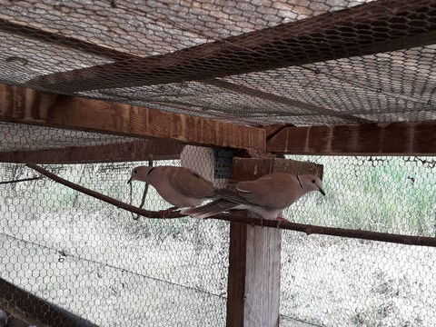 touterelles echange femelle contre mâle 5 24130 Saint-georges-blancaneix