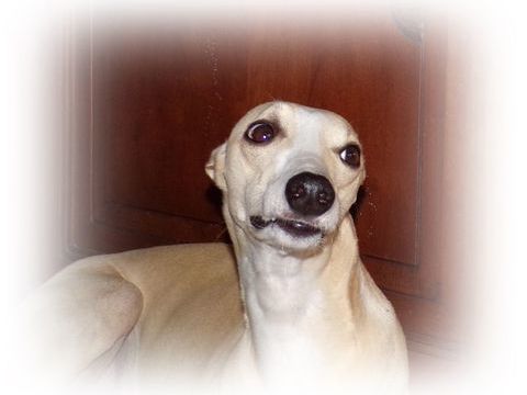 Arlen, chien Lévrier Whippet, disponible pour saillie 600 18340 Sainte-lunaise