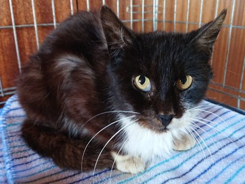 Indiana, europ&eacute;enne noire et blanche, 10 ans 150 75017 Paris