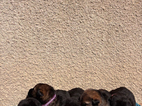 Chiot Berger Allemand Travail LOF 1000 71150 Rully