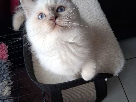 CHATON SACRÉ DE BIRMANIE LOOF 850 62380 Lumbres