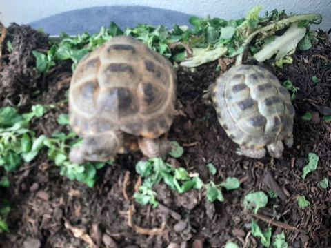 Tortues steppes 250 88000 �pinal