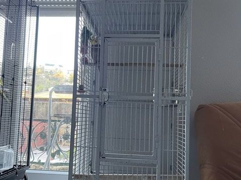 Calopsitte mal + cage 150 47000 Agen