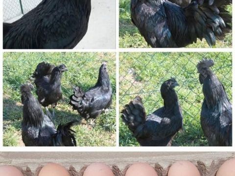 Oeufs f&eacute;cond&eacute;s AYAM CEMANI 3 34750 Villeneuve-l�s-maguelone