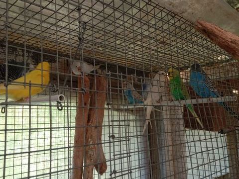 Perruches ondul&eacute;es 10 56350 Rieux