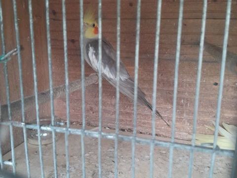 Calopsitte  mâle un an et demie  gris.blancs 20 46150 Saint-denis-catus