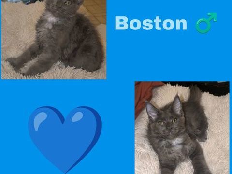 Maine coon LOOF 1650 77460 Souppes-sur-loing