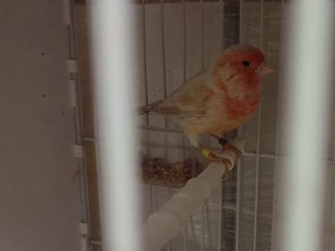 Mal canari 77 25 77600 Bussy-saint-georges