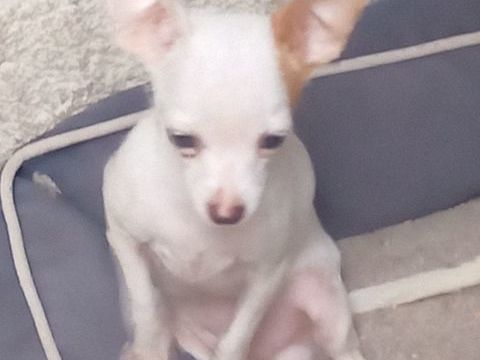 chiot chihuahua 
0 13320 Bouc-bel-air