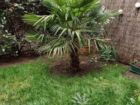 PALMIER CHANURE Mantes-la-Ville (78)