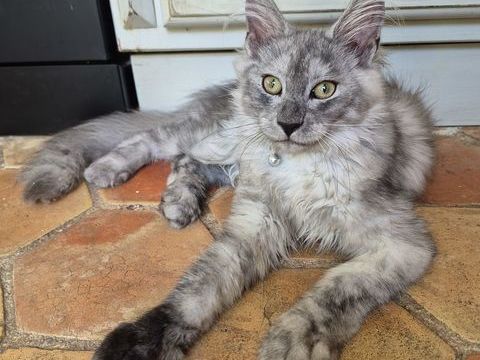 A l adoption 1400 83600 Fréjus