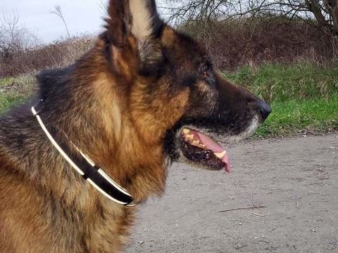 NEPTUNE, magnifique Berger Allemand &agrave; adopter 200 44450 Barbechat