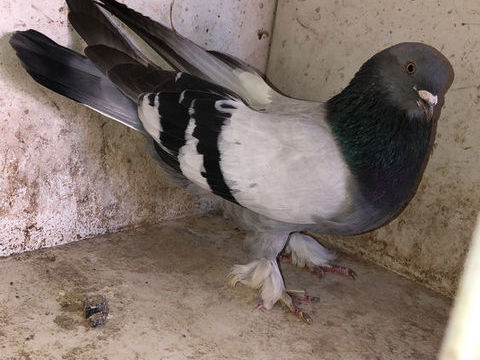 Pigeon takla culbutant 70 89400 Migennes